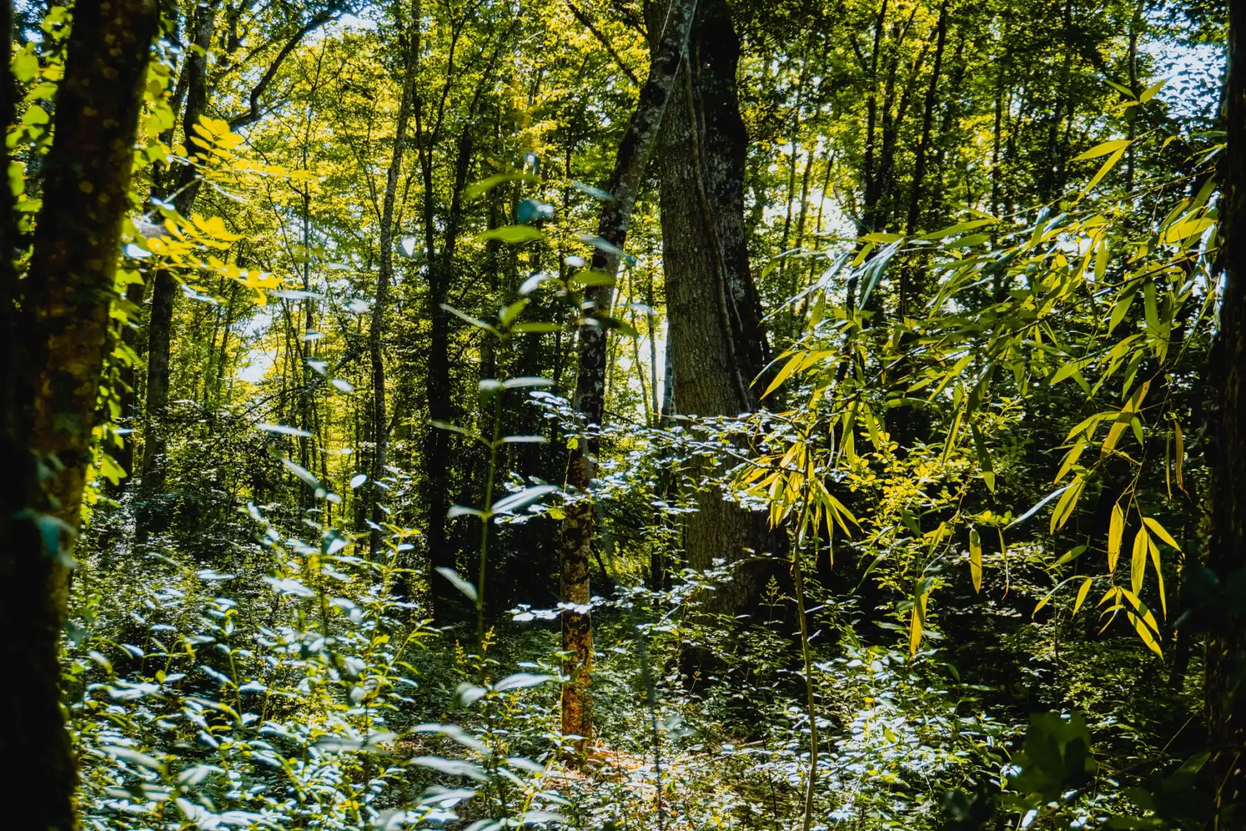 Forêt et environnement naturel autour de l’Éco-Parc de la Nièvre